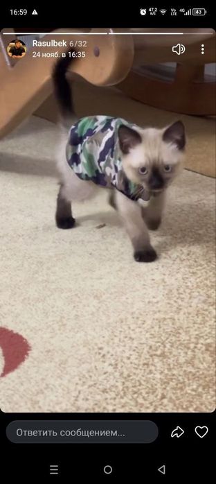 Siam mushugi sotiladi