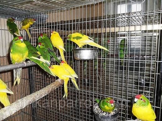 Кокарики шымкент