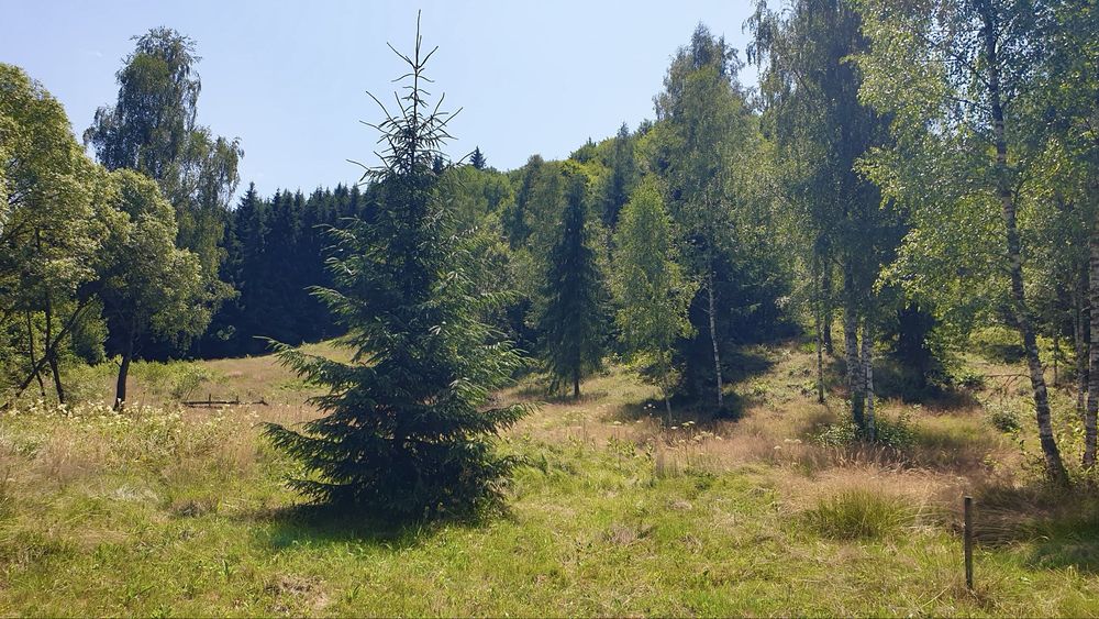 Persoana fizica vand teren intravilan in Rasca, locatie superba