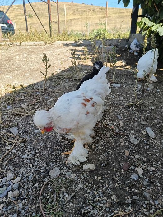Cocosi moțați și incaltati