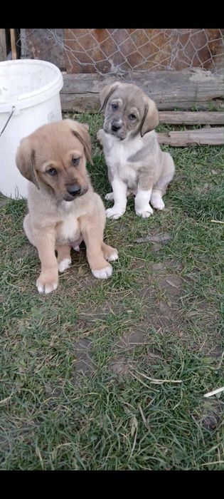 Donez catei  talie mare