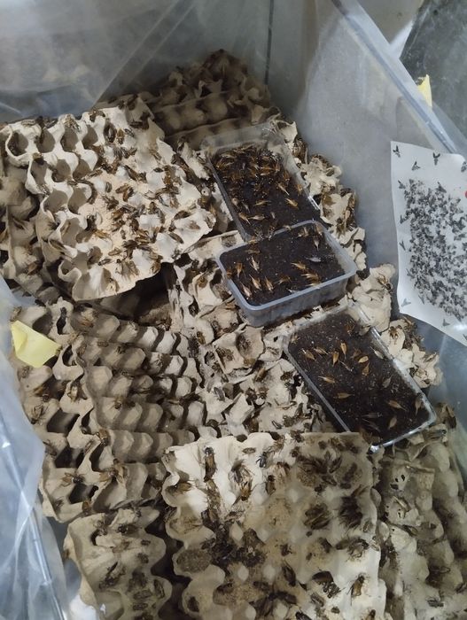 Сверчки - qora chigirtka