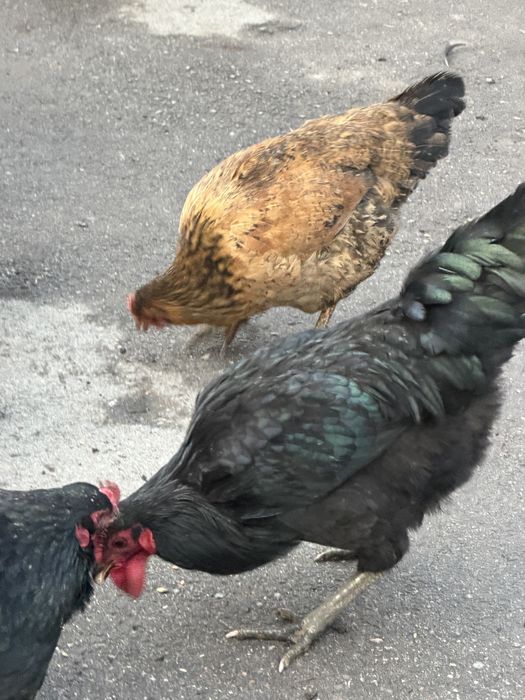 Петухи- 5000 тг.