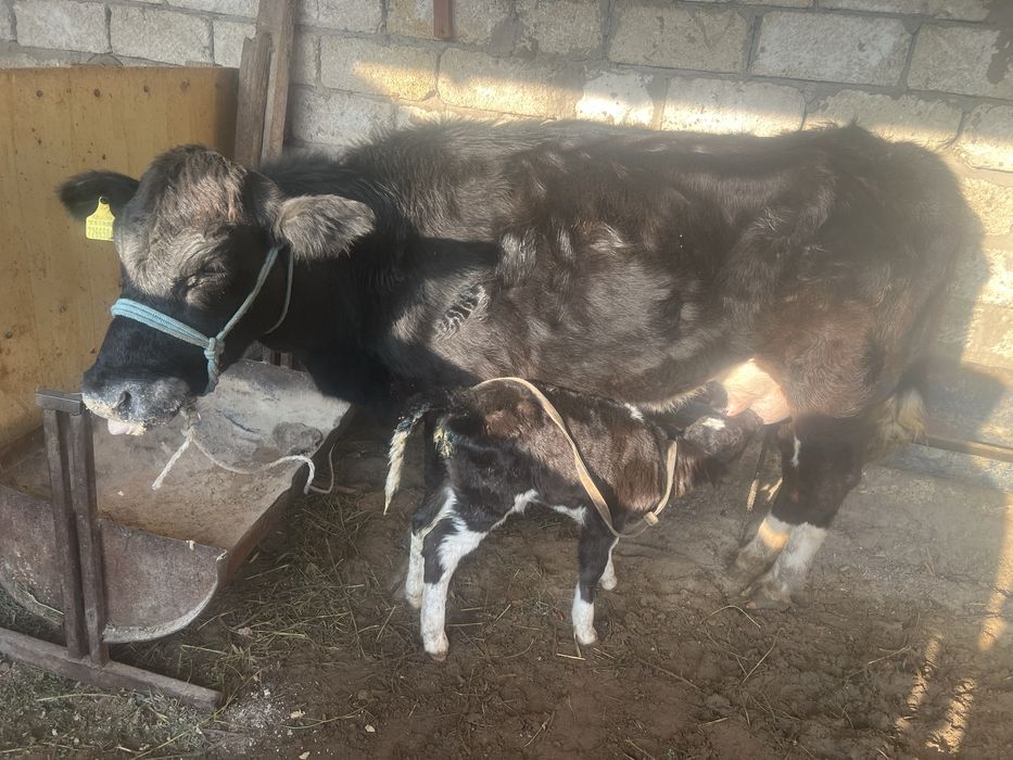 Бұзаулы сиырлар белкөлде