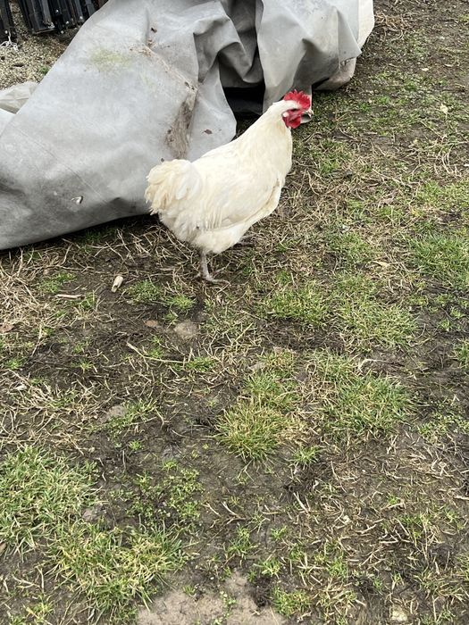 austrlop alb si playmont barat