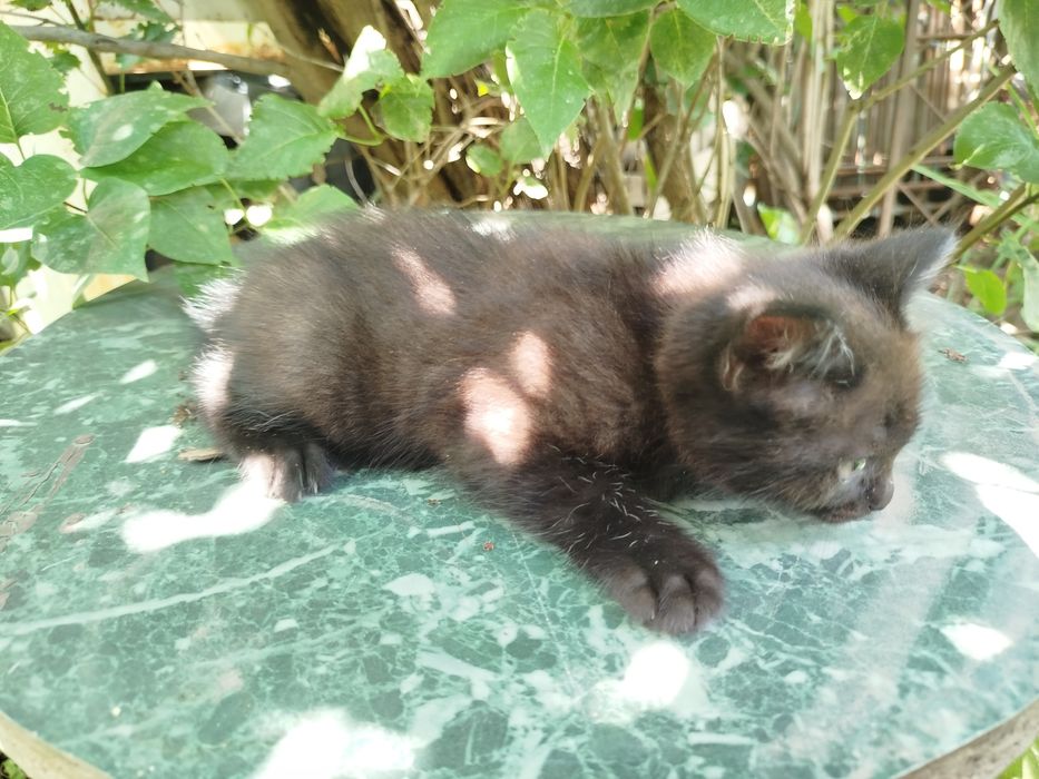 Котёнок ищет дом
