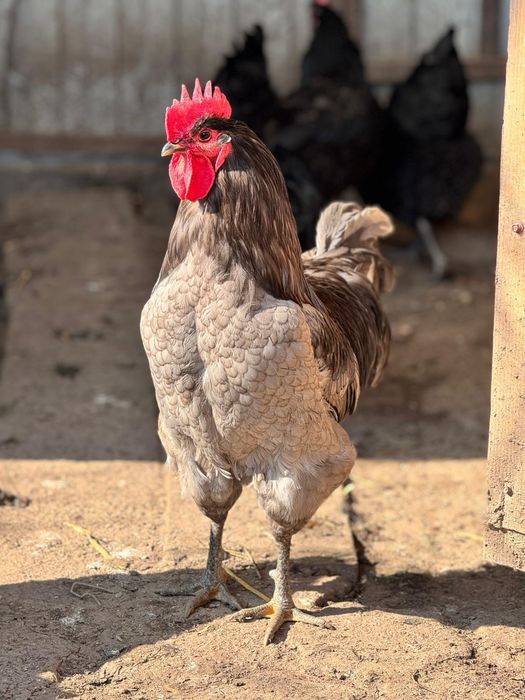 Oua si pui jersey giant