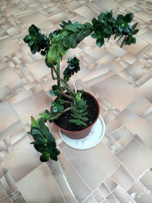 Продам кактус и каланхоэ.