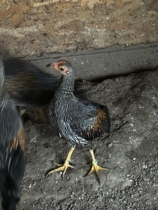 Cocos de jungla gri
