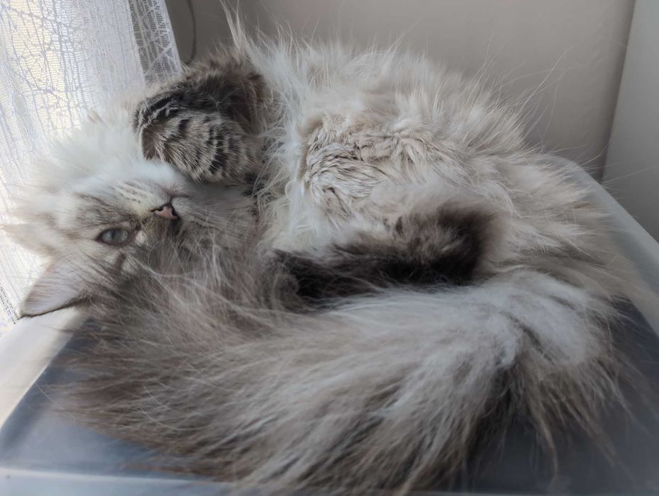 Мъжки котарак за Разплод