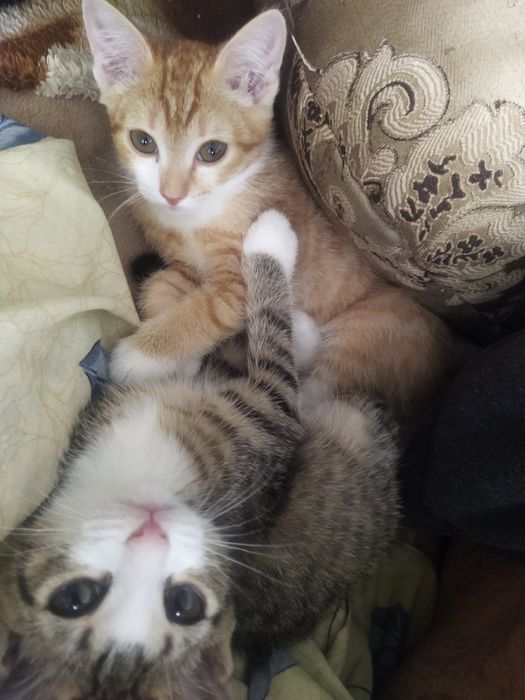 Отдам двухмесячных котят