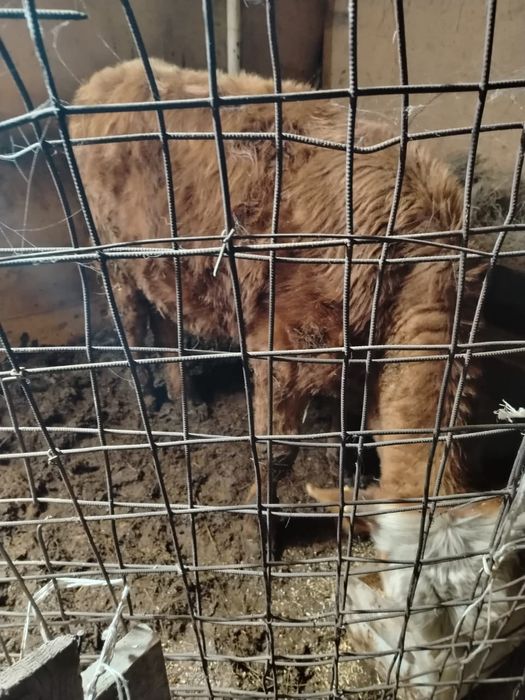 Продам полторашка бычок 350.000