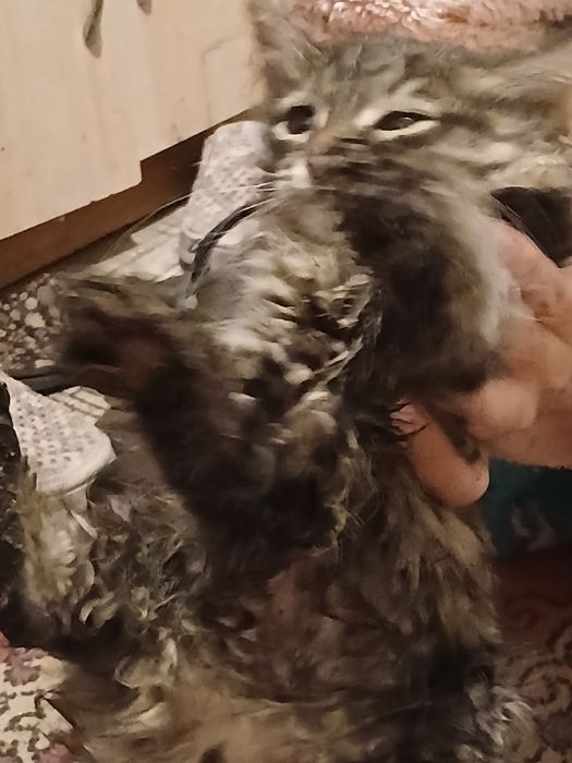 Срочно нашли кота