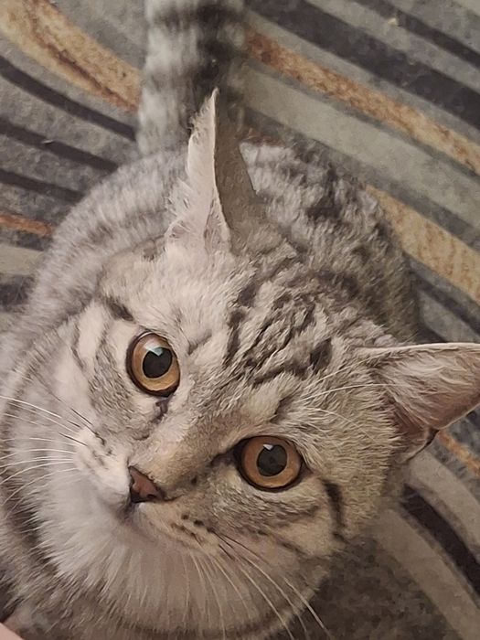 Отдам бесплатно Кота