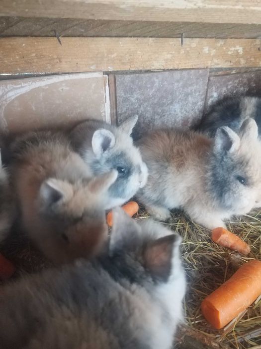 Iepurași cap de leu