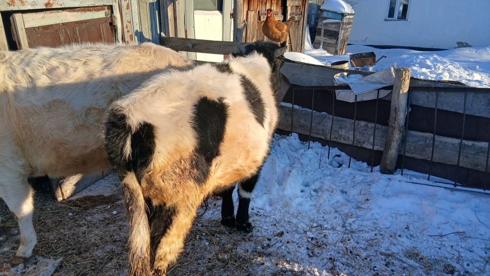 Продам годавалую бычок