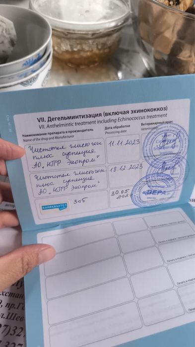 Кане-корсо, 2 года — добрая собака + 2 будки
