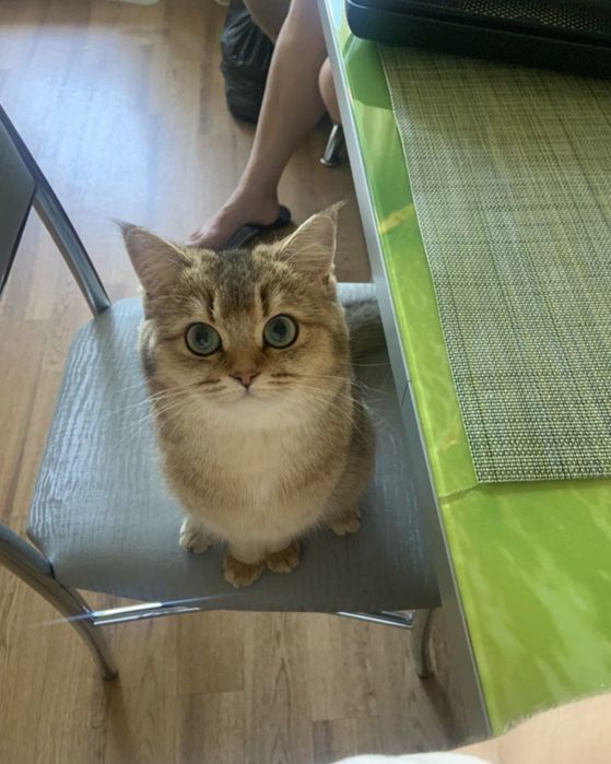 Золотистая шиншилла