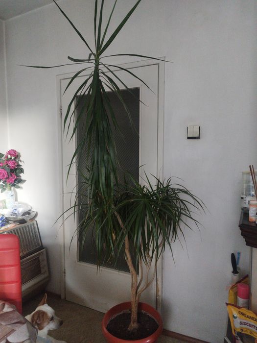 Драцена Маргината