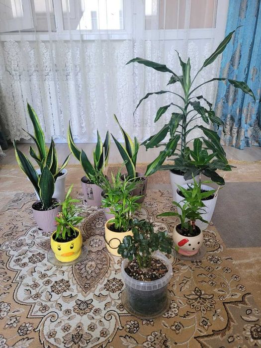 Цветы комнатные в горшках