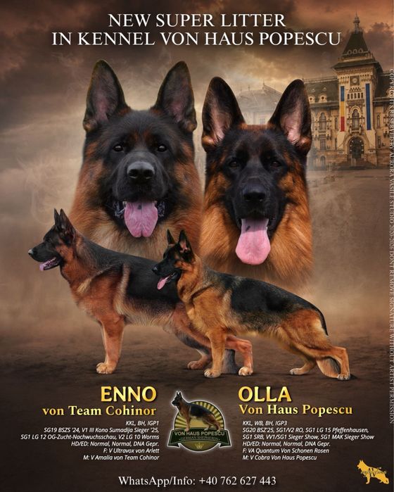 Mascul ciobanesc german cu pedigree TOP