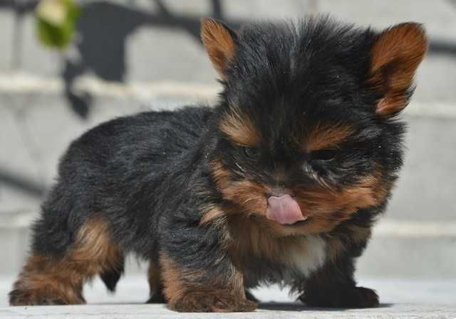 Йоркширски териер мини baby face