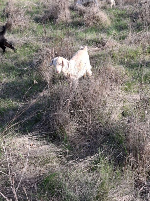 Vând iezi și iedițe metis anglonubian