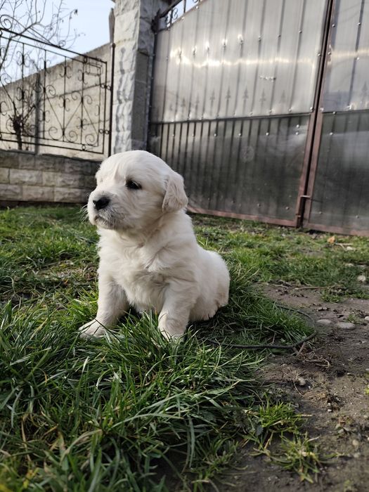 Pui Golden Retierver