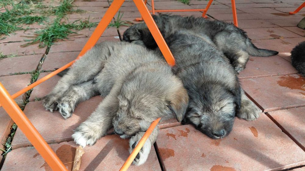 Se ofera gratuit spre adoptie caini (5 masculi si o femela)
