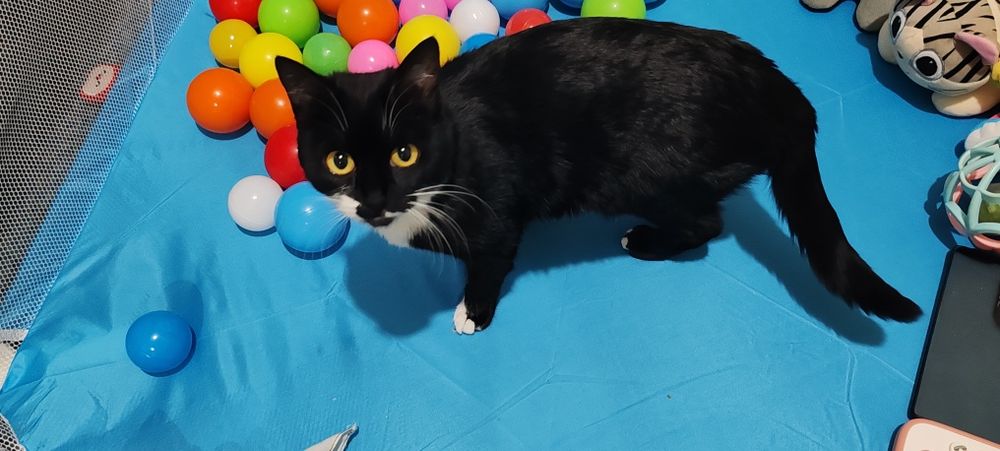 Кошка с котёнком в добрые руки