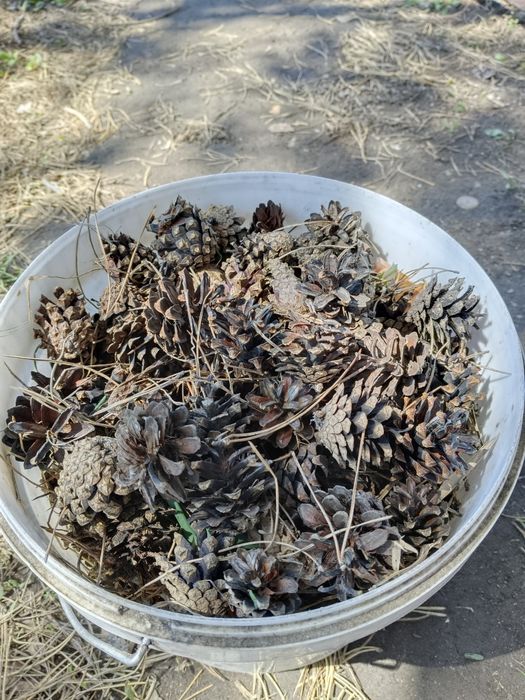 Продам шишки для самовара или дизайна.