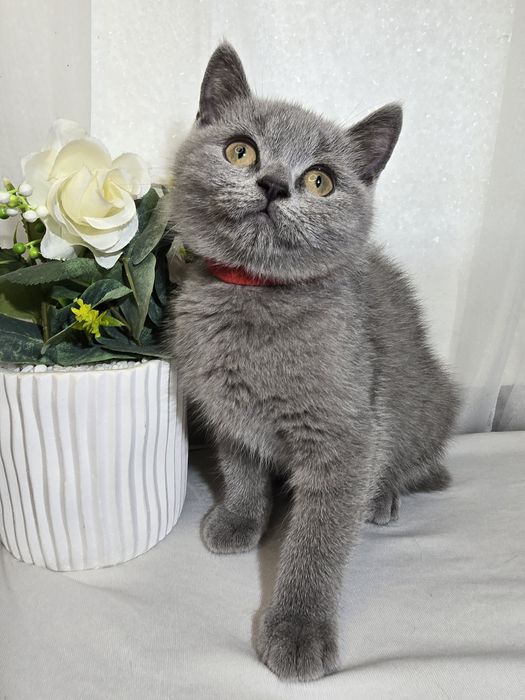 Чистокръвни британски котенца
