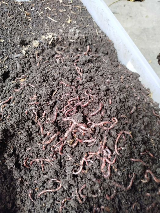 Черви  для рыбалки и для разведения