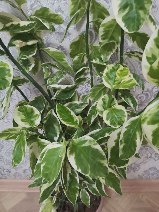 Продам за 5 000 тенге, ЦГБ