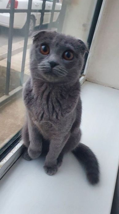 Шотландская вислоухая(Scottish Fold)