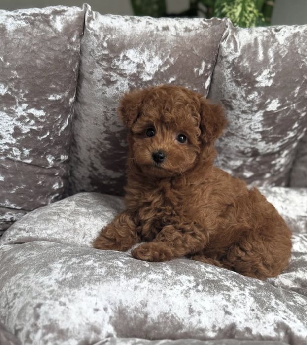 Той пудель чистокровный