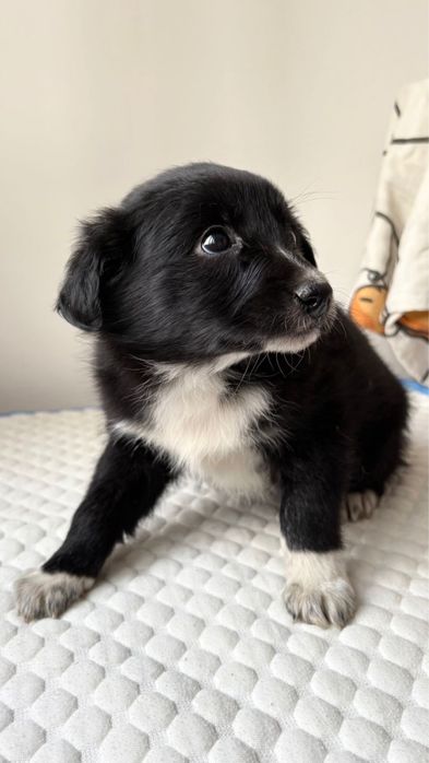 Щенок - девочка в поисках дома