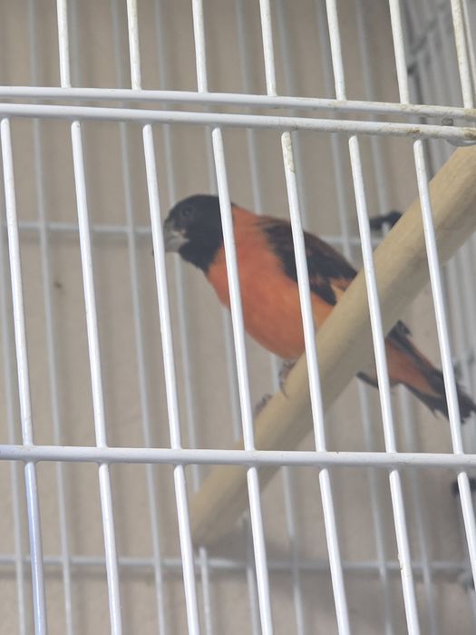 Pereche păsări exotice