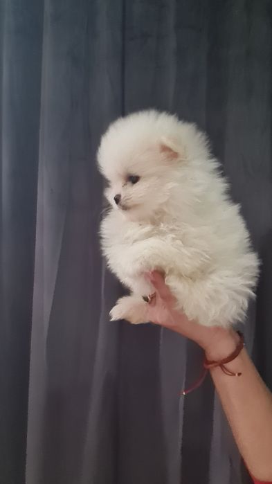 Померан мини мъжко и женско