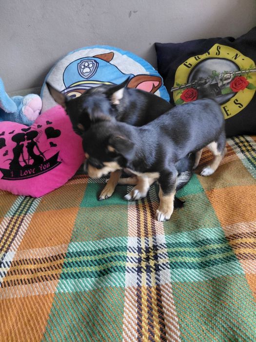 Чихопинчерчета търсят своя дом