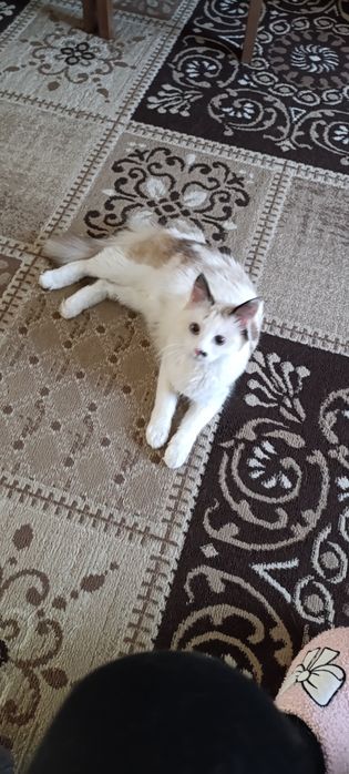 Отдаю красивую кршечку