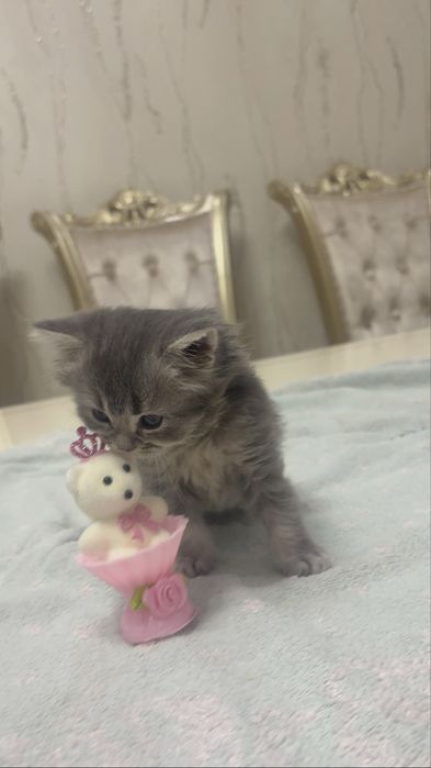 Продается шиншила катенок