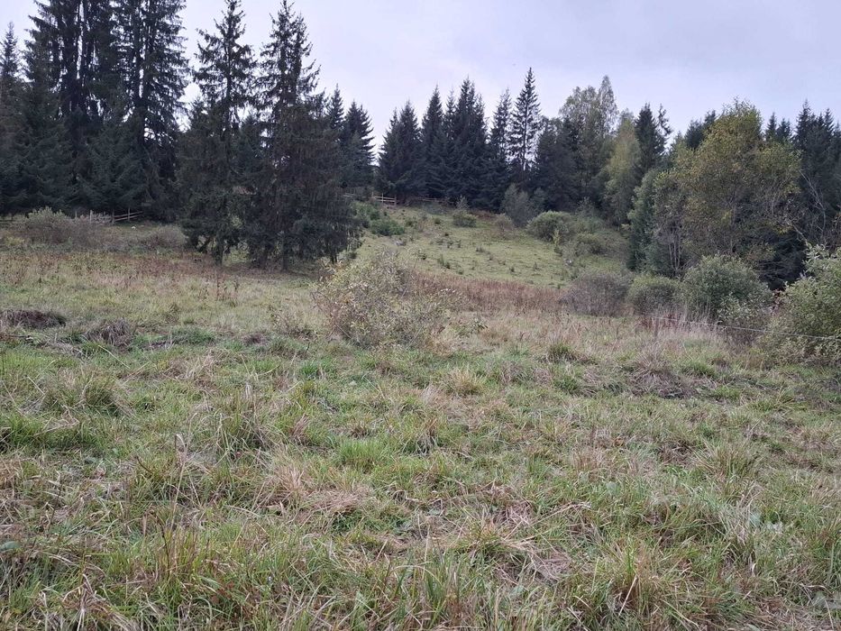 Vând teren, 7000 mp în localitatea Panaci, la 10 km de Vatra Dornei.