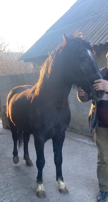 Mânz de vânzare detalii la telefon