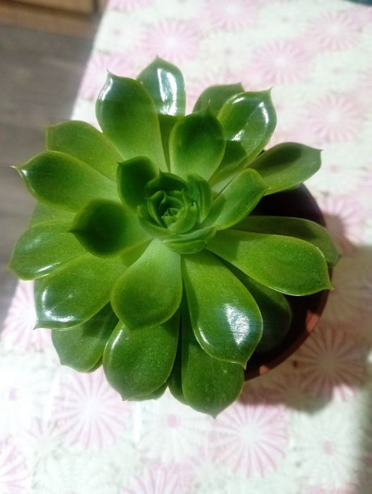 Домашние цветы не требующие пересадки