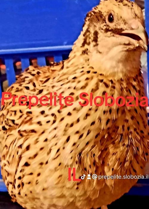 OUĂ TOP de Prepeliță PT INCUBAT  din 7 specii, LIVRARE TOATĂ ȚARA