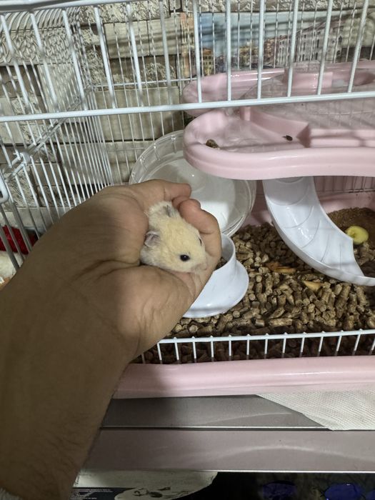 хамичеклар сотилади кафаси билан