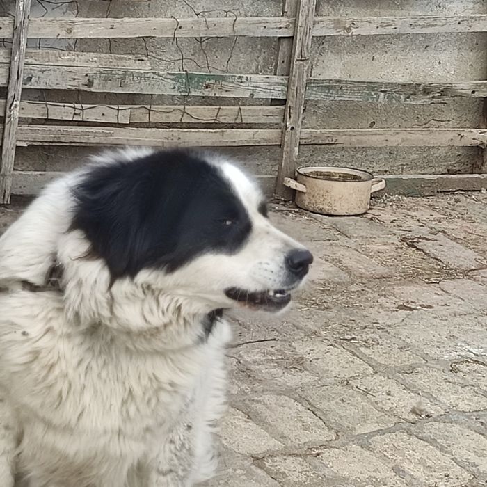 Продавам майка, баща и  син