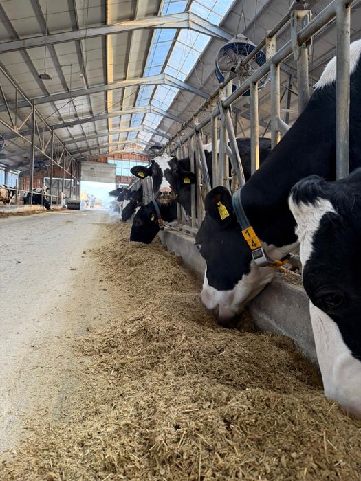 Vand juninci din vaci de lapte