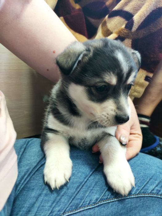 Щенки в добрые руки